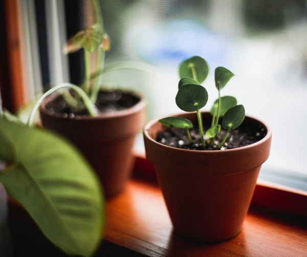 כיצד לבחור צמחים לבית ללא אור